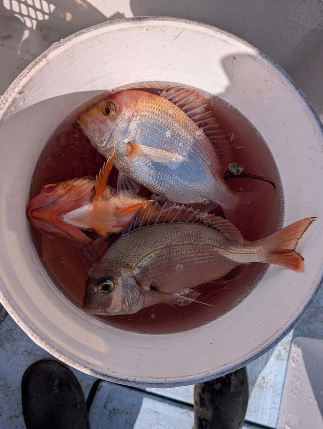 レンコダイ(キダイ)・ハナダイ(チダイ)・ウスメバル