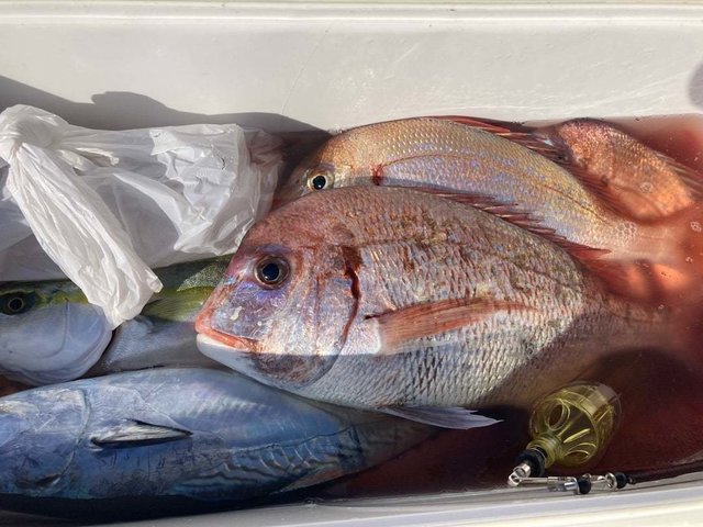 イナダ(ブリ)・ヒラソウダ