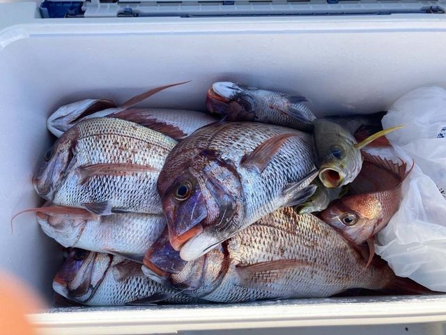 ハナダイ(チダイ)・イナダ(ブリ)