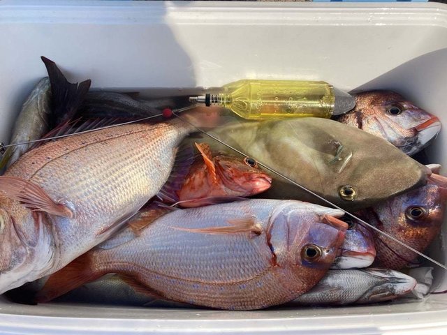 ハナダイ(チダイ)・カサゴ・ウマヅラ(ウマヅラハギ)