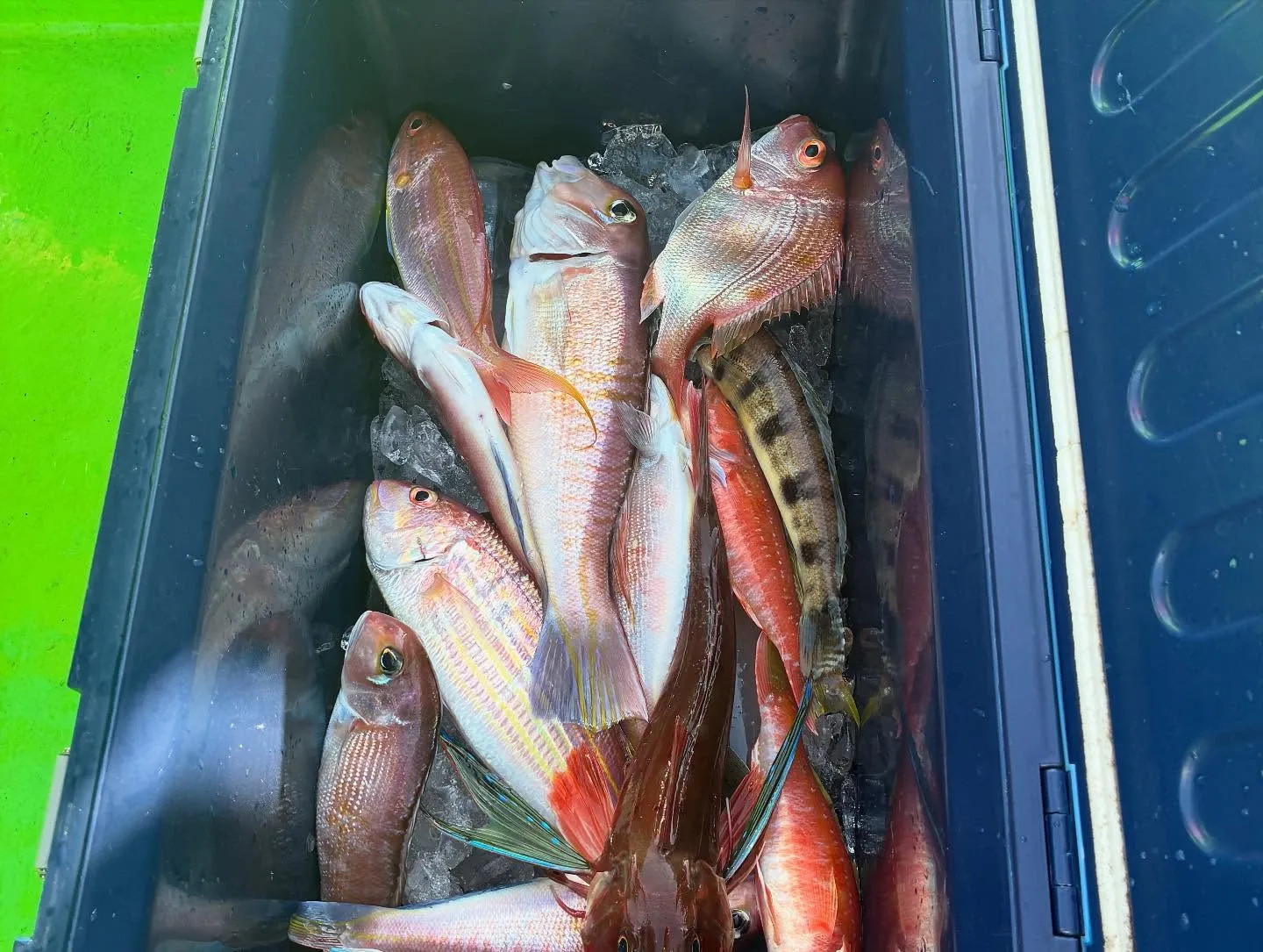 マダイ・アマダイ(アカアマダイ)・イトヨリ(イトヨリダイ)・トラギス・ホウボウ・ヒメコダイ