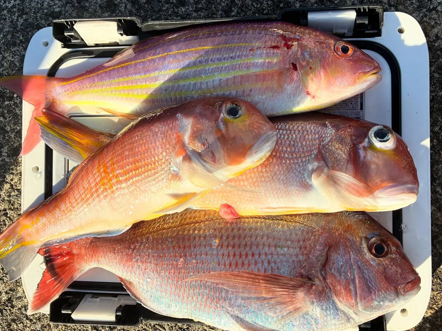 マダイ・アマダイ(アカアマダイ)