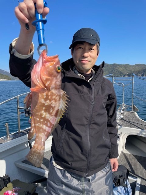 アコウ(キジハタ)