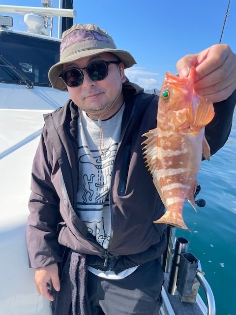 アコウ(キジハタ)