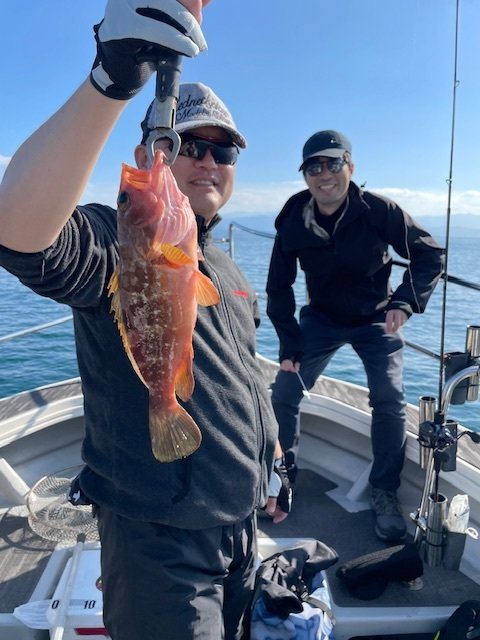 アコウ(キジハタ)