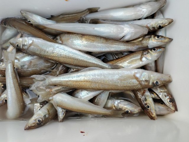 キス(シロギス)