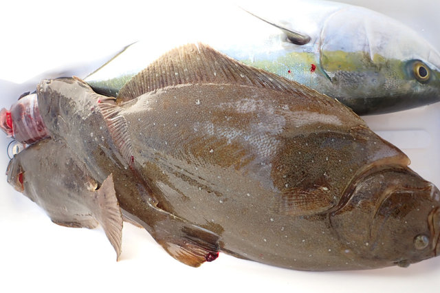 マハタ・イナダ(ブリ)・ヒラメ