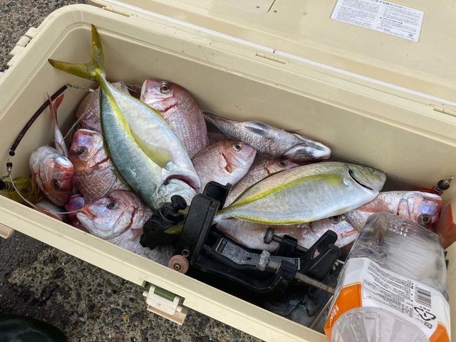 ハナダイ(チダイ)・シマアジ