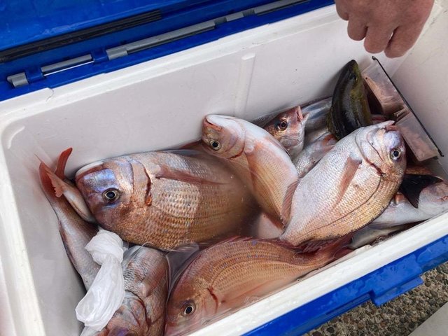 ハナダイ(チダイ)・イサキ