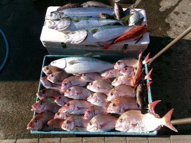 マダイ・ハナダイ(チダイ)・ワラサ(ブリ)・サワラ・ホウボウ