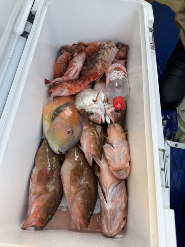 マダイ・アコウ(キジハタ)・イラ・カサゴ