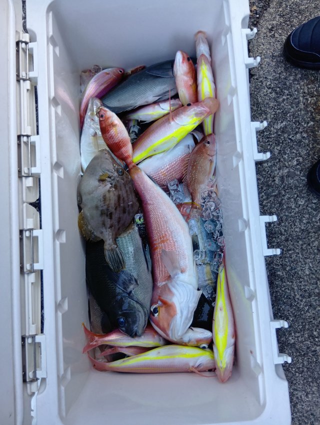 イトヨリ(イトヨリダイ)・タマガシラ