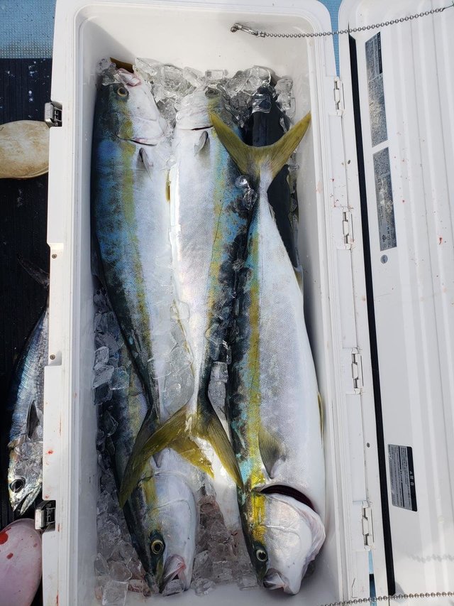 ヤズ(ブリ)・ヒラマサ