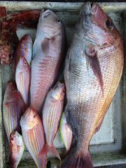 マダイ・アマダイ(アカアマダイ)・イトヨリ(イトヨリダイ)