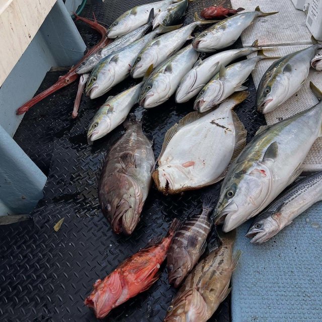 マハタ・ホウキハタ・ブリ・サワラ・カサゴ・ヒラメ・アカヤガラ