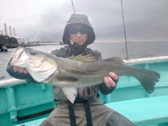 シーバス(スズキ)