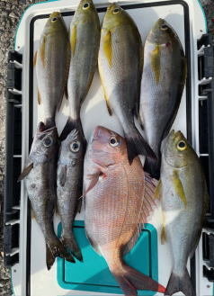 マダイ・イサキ・クロムツ