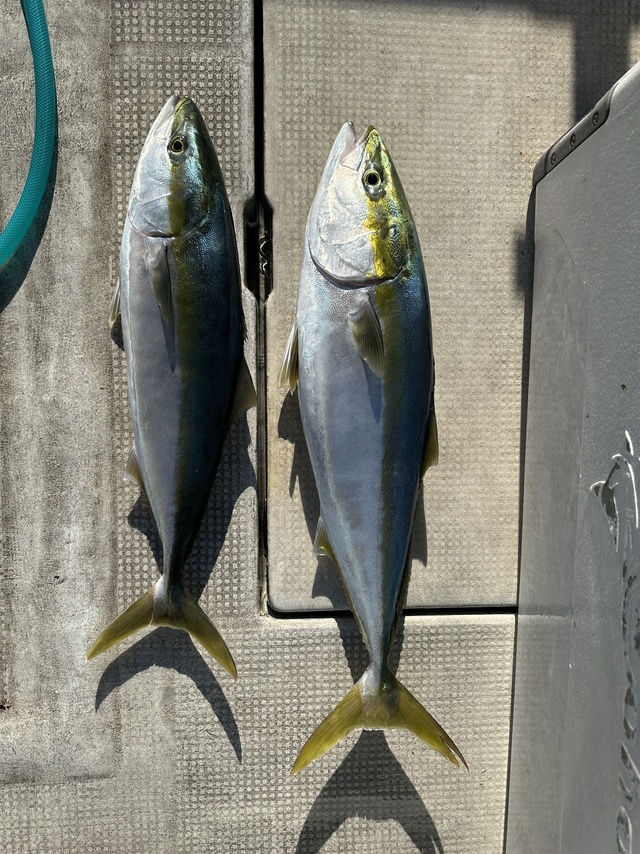 ブリ・メジロ(ブリ)