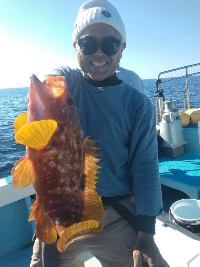 アコウ(キジハタ)