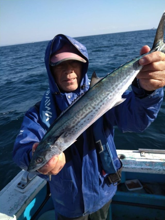 サゴシ(サワラ)