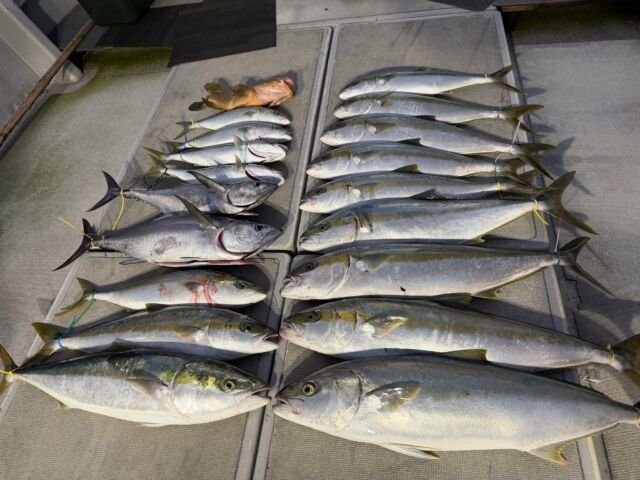 キジハタ・ブリ