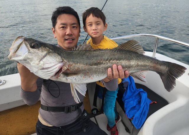 シーバス(スズキ)