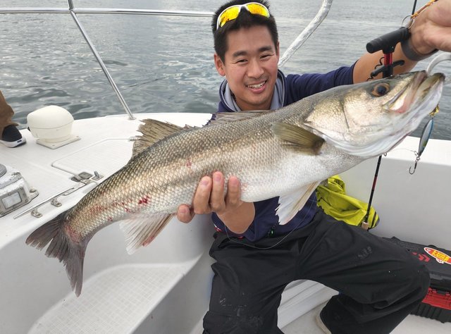 シーバス(スズキ)