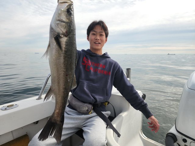 シーバス(スズキ)