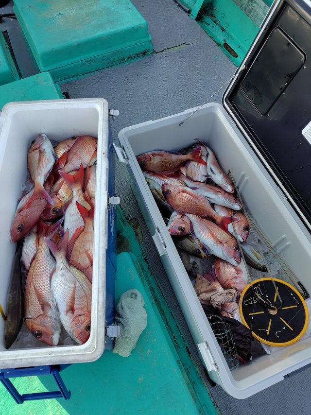 マダイ・イサキ