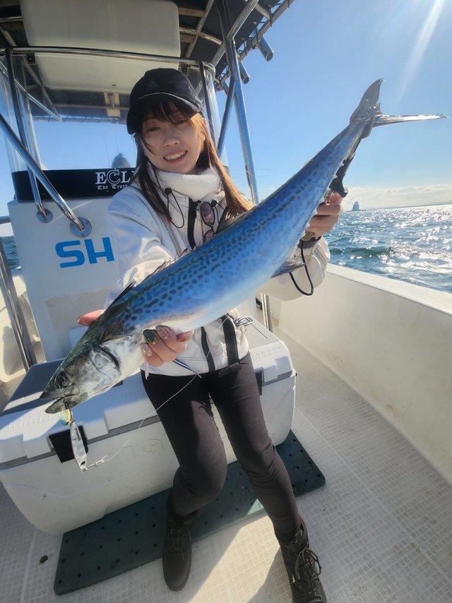 サゴシ(サワラ)