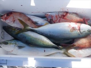 マダイ・ワラサ(ブリ)