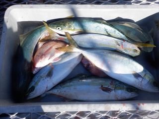 マダイ・ワラサ(ブリ)