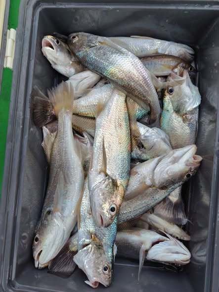 シロギス・アジ(マアジ)・イシモチ(シログチ)