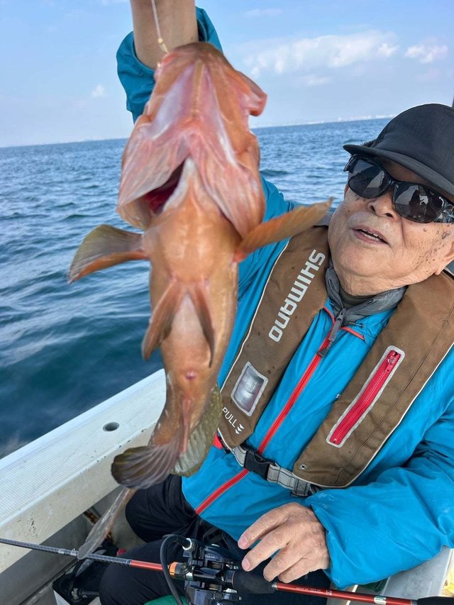 アコウ(キジハタ)