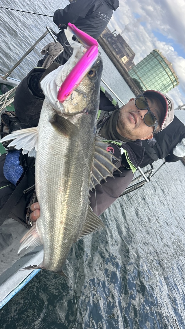 シーバス(スズキ)