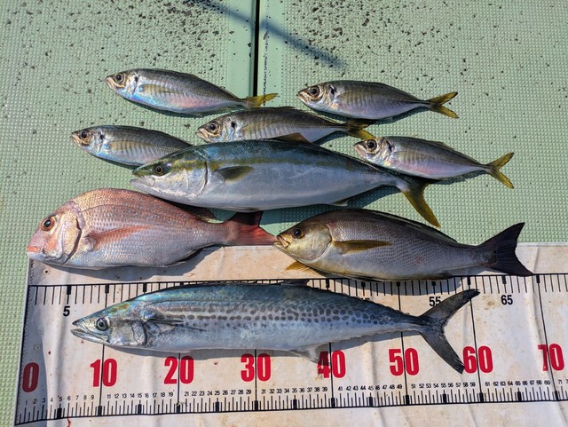 タイ(マダイ)・ハマチ(ブリ)・イサギ(イサキ)・サゴシ(サワラ)