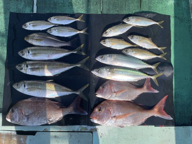 マダイ・マアジ・ドンバク(メアジ)・イサキ・マサバ