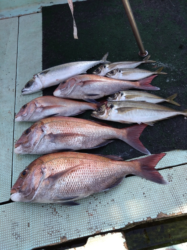 タイ(マダイ)・アジ(マアジ)・サバ(マサバ)