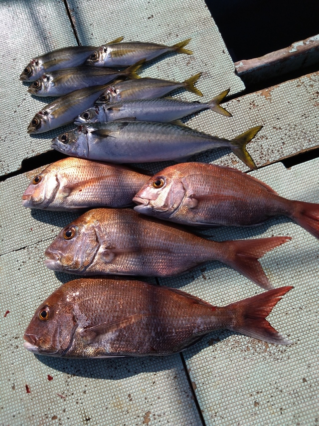 タイ(マダイ)・アジ(マアジ)・サバ(マサバ)