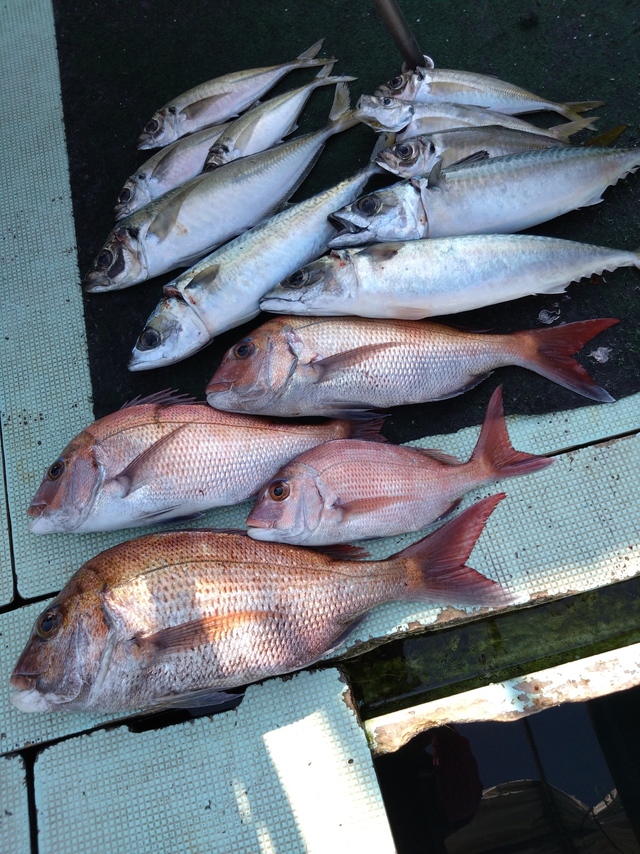 タイ(マダイ)・アジ(マアジ)・サバ(マサバ)