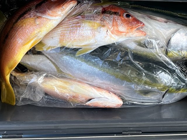 マダイ・ヤズ(ブリ)・クロホシフエダイ