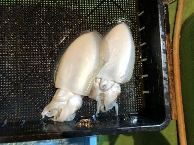 モンゴウイカ(カミナリイカ)