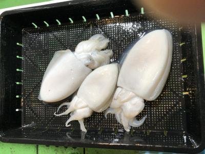 モンゴウイカ(カミナリイカ)