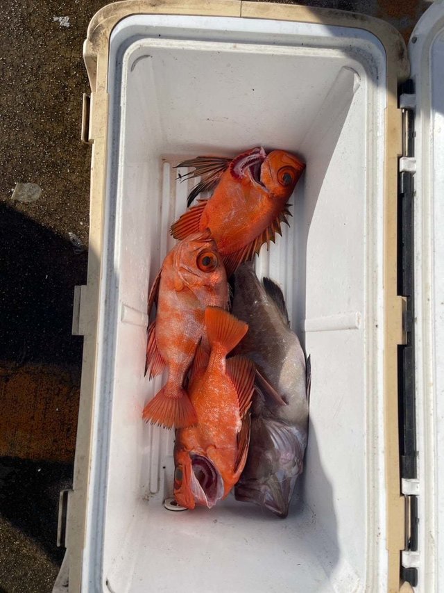 キントキ(チカメキントキ)・カサゴ・ハタ(マハタ)