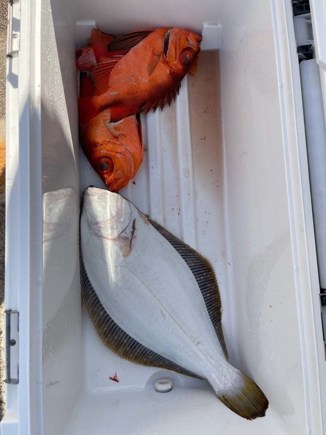 キントキ(チカメキントキ)・ガンゾウ(ガンゾウビラメ)