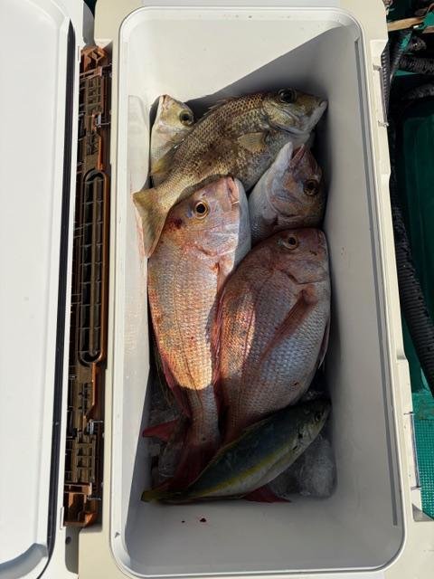 マダイ・メイチ(ハマフエフキ)