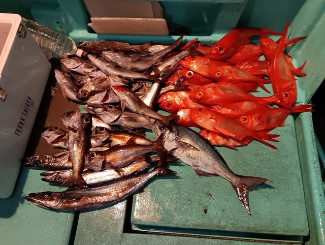 クロムツ・キンメ(キンメダイ)