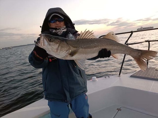 シーバス(スズキ)