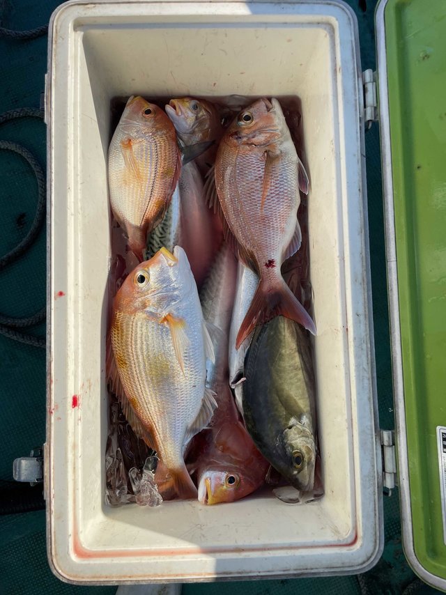 レンコダイ(キダイ)・チダイ・サバ(ゴマサバ)