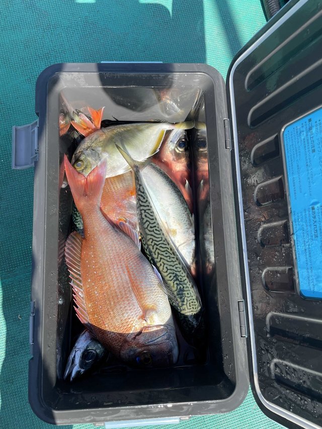 チダイ・メッキ(ロウニンアジ)・サバ(ゴマサバ)